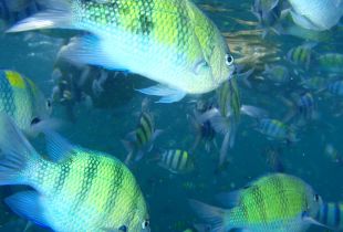 man on the ground phuket